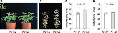 Identification of two quantitative genes controlling soybean flowering using bulked-segregant analysis and genetic mapping